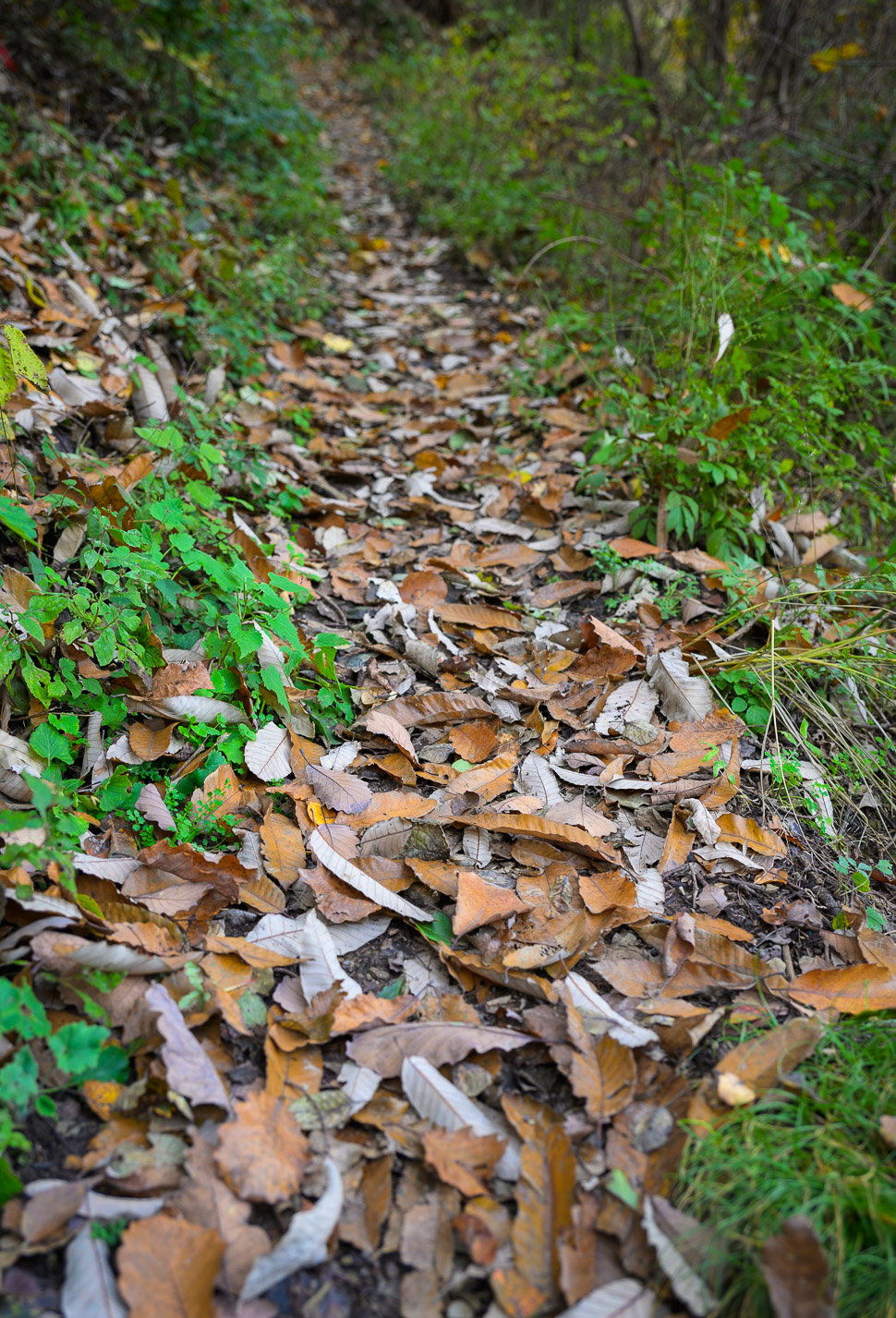 秋天秦岭的落叶