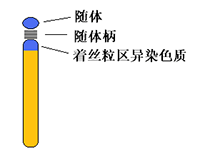 端着丝粒染色体模式图